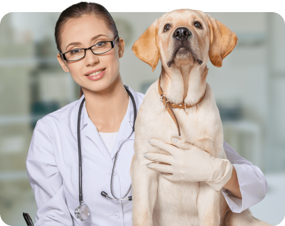 Vet Payment Plans