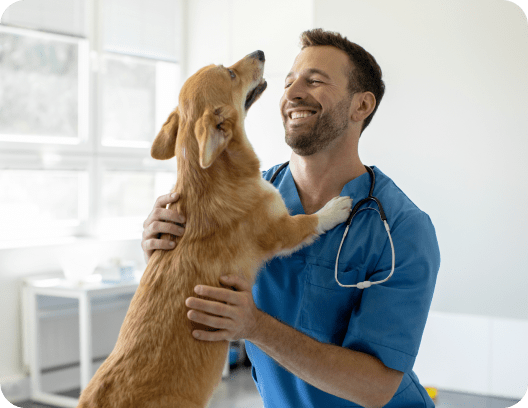 Vets with payment plans